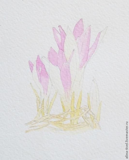 Нежные крокусы