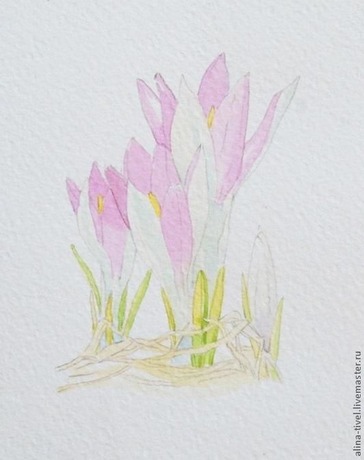 Нежные крокусы