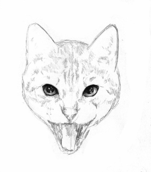 ​Рисуем злую кошку