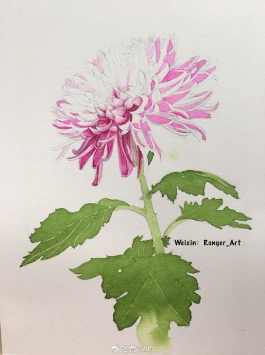 Рисуем акварелью хризантему