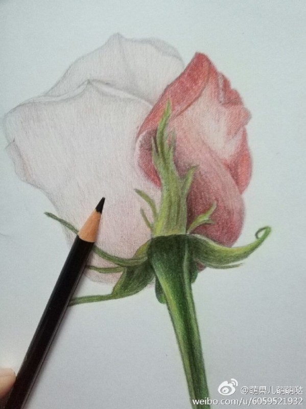 Роза цветными карандашами