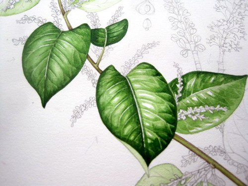 Рисуем листья