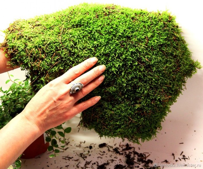Лесной мох в интерьере