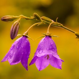 spasskie.kolokolchiki