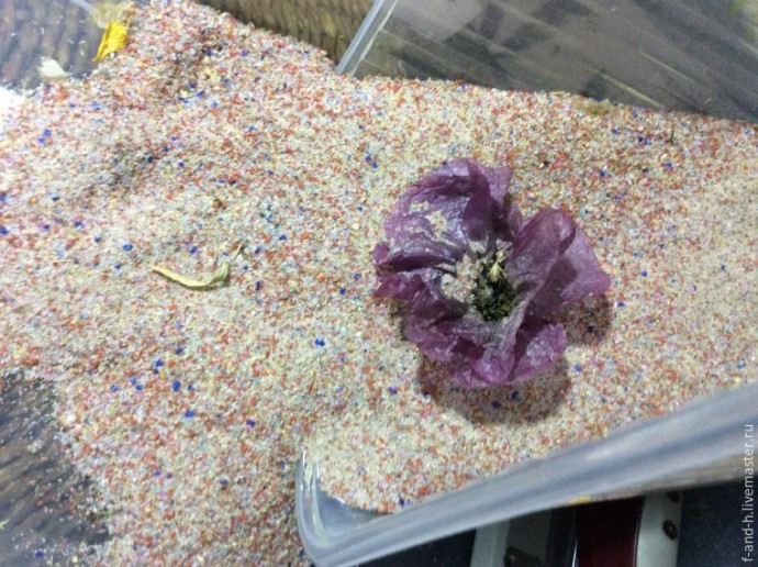 Как высушить цветок мака, чтобы его лепестки не помялись при сушке: часть 1