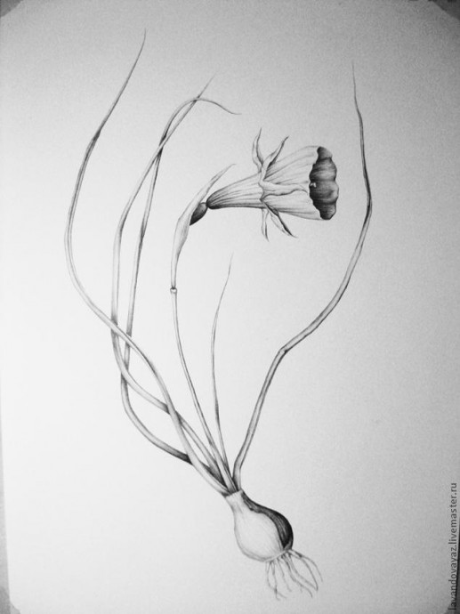 ​Рисуем изящный необычный цветок: часть 4