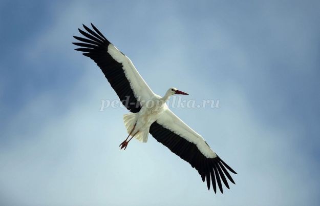 Панно из соломки "Прекрасный аист": часть 1