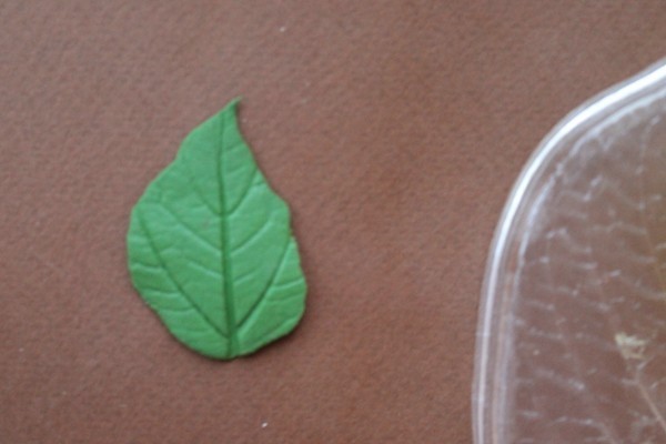 ​Мастерим сердце из роз: часть 4