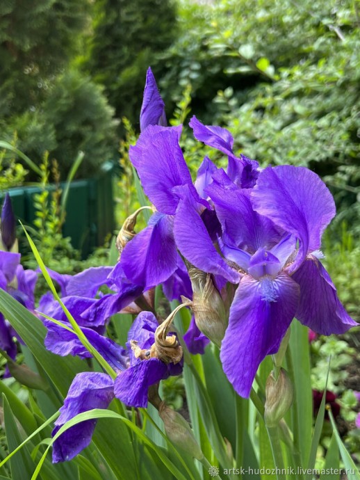 Ирисы акварелью