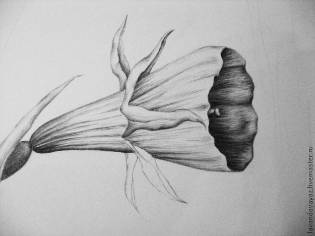 ​Рисуем изящный необычный цветок: часть 3