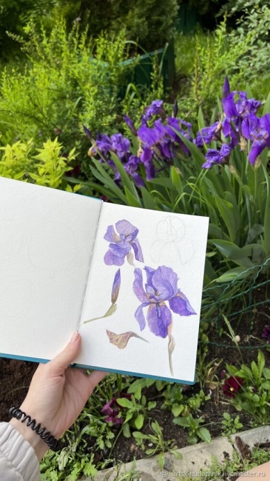 Ирисы акварелью