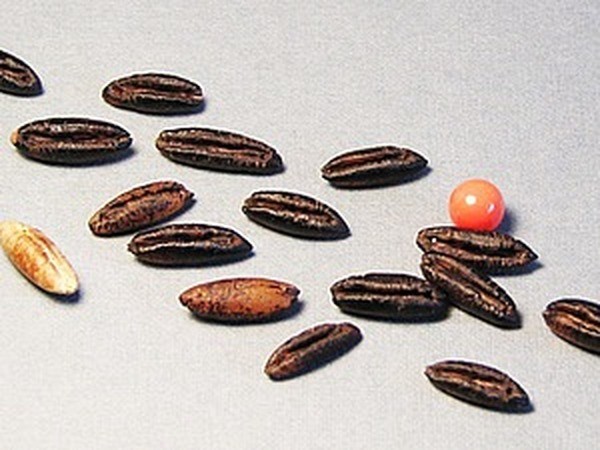 Делаем пуговицы из финиковых косточек Делаем пуговицы из финиковых косточек