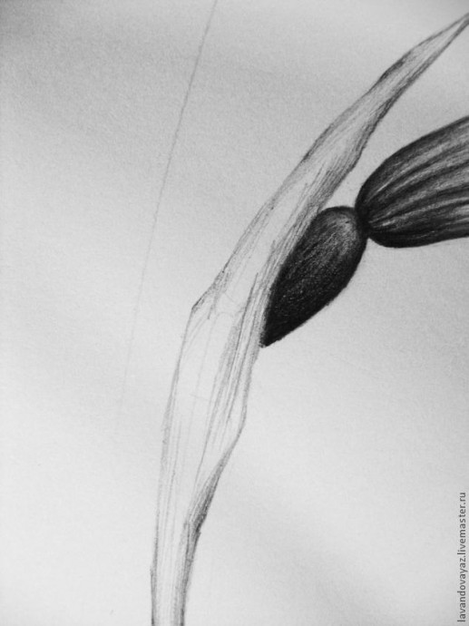 ​Рисуем изящный необычный цветок: часть 2