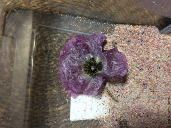 Как высушить цветок мака, чтобы его лепестки не помялись при сушке: часть 2