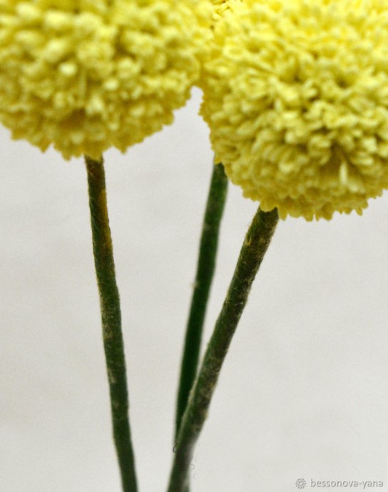 Создание краспедии из фоамирана