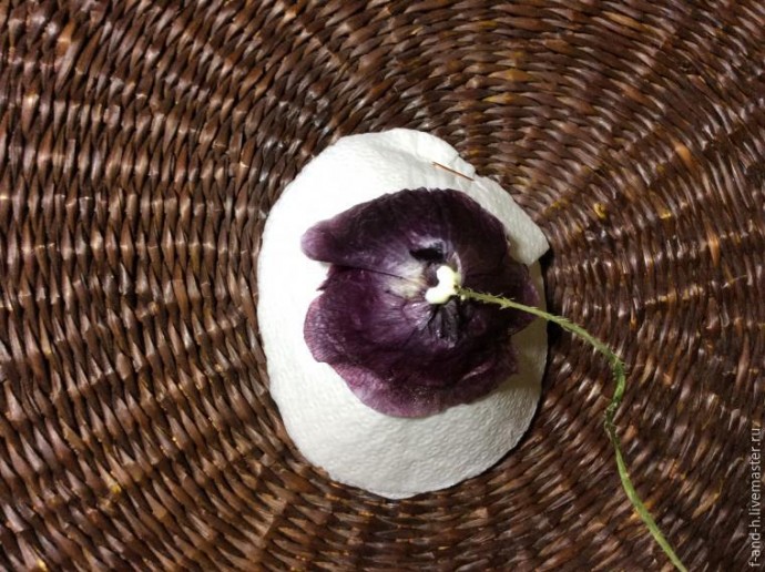 Как высушить цветок мака, чтобы его лепестки не помялись при сушке: часть 2