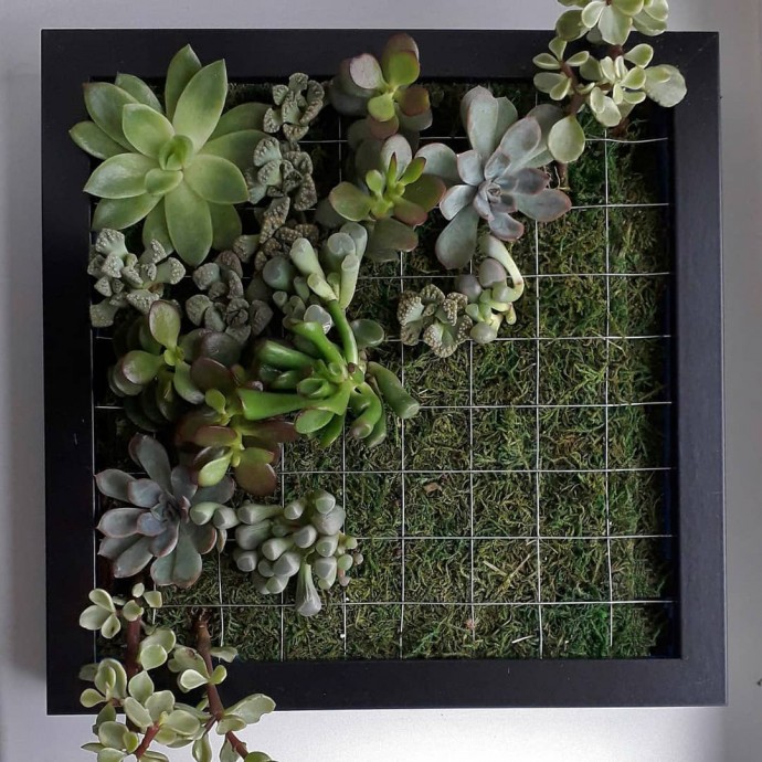 ​Живые картины с суккулентами