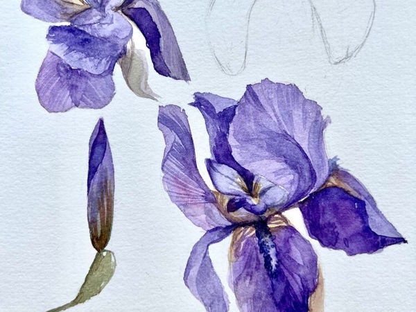 Ирисы акварелью