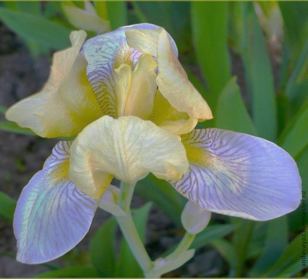 Пишем маслом картину "Ирис"