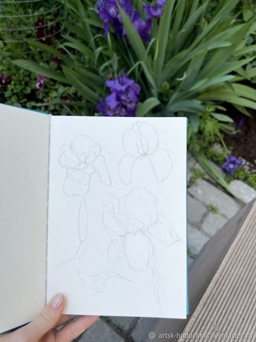 Ирисы акварелью