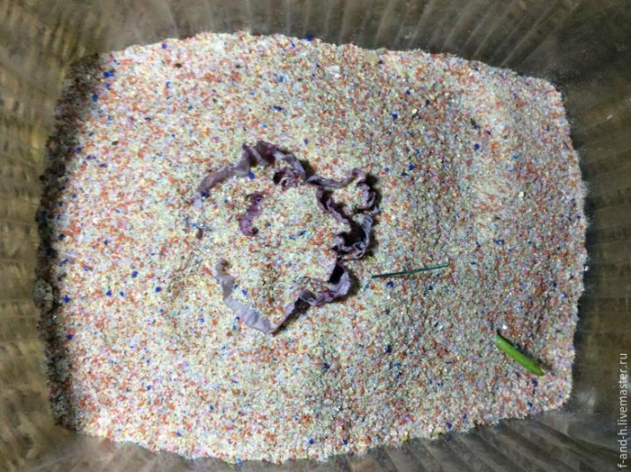 Как высушить цветок мака, чтобы его лепестки не помялись при сушке: часть 1