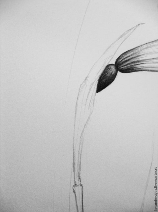 ​Рисуем изящный необычный цветок: часть 2