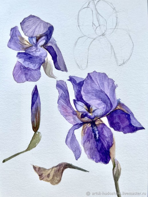 Ирисы акварелью