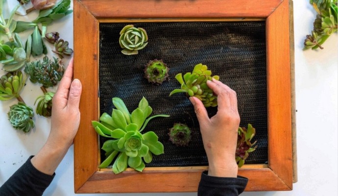 ​Живые картины с суккулентами