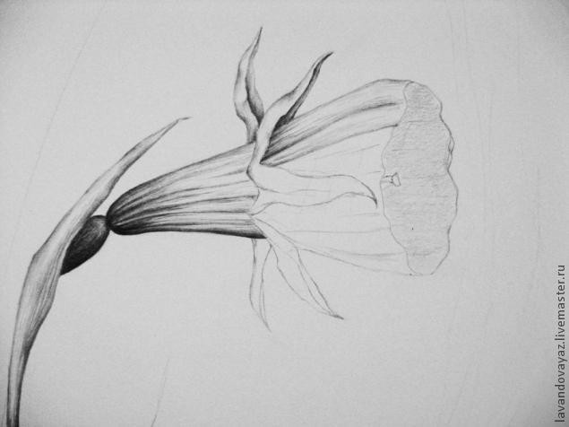 ​Рисуем изящный необычный цветок: часть 3
