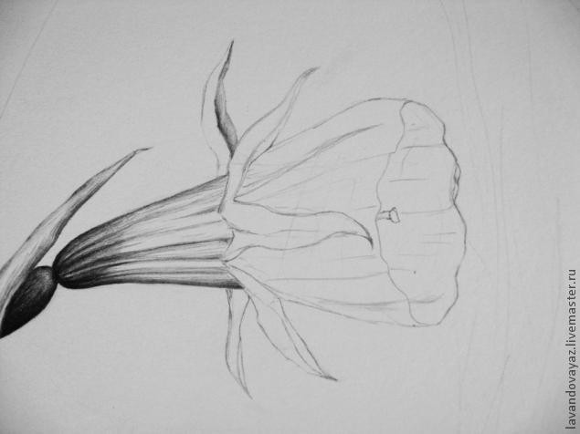 ​Рисуем изящный необычный цветок: часть 3