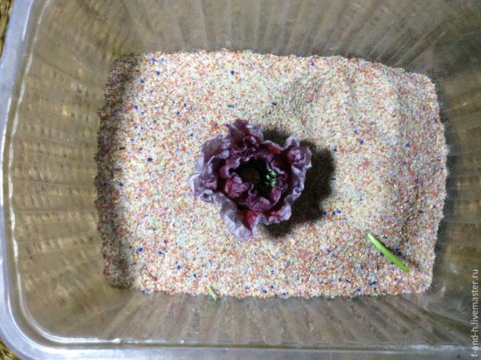 Как высушить цветок мака, чтобы его лепестки не помялись при сушке: часть 1