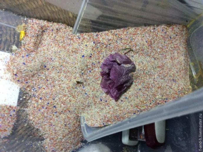 Как высушить цветок мака, чтобы его лепестки не помялись при сушке: часть 1