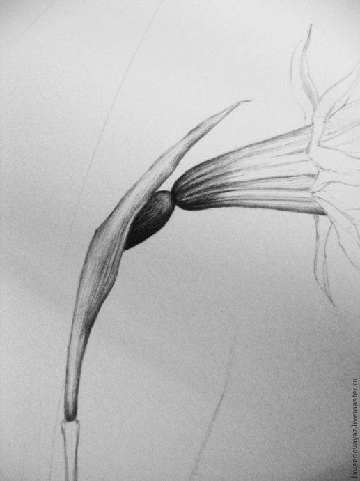 ​Рисуем изящный необычный цветок: часть 2