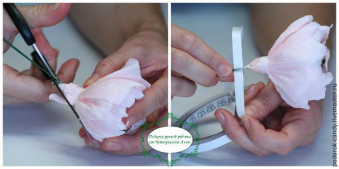 Делаем распушившийся пион из гофрированной бумаги и конфеты: часть 3 Делаем распушившийся пион из гофрированной бумаги и конфеты: часть 3