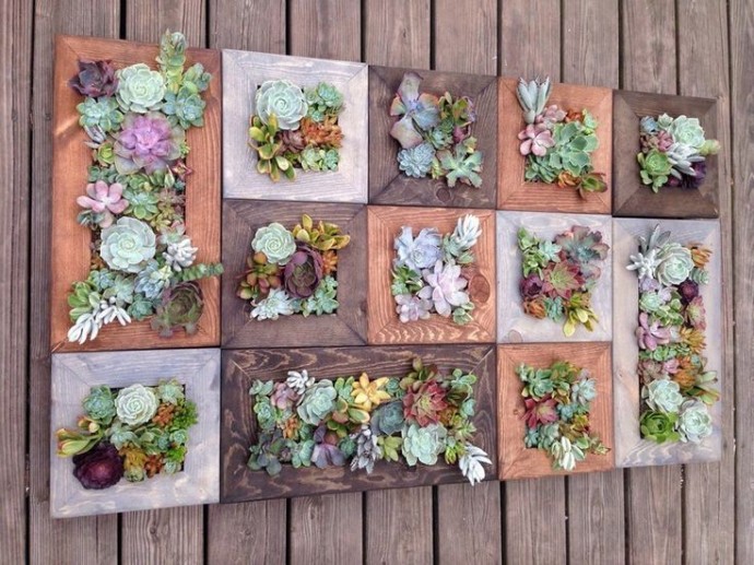 ​Живые картины с суккулентами