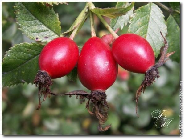 ​Лепим шиповник из полимерной глины: часть 1