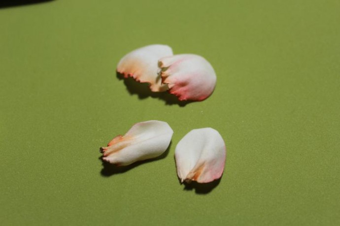 Как обработать огнем лепестки из фоамирана: часть 1