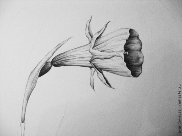 ​Рисуем изящный необычный цветок: часть 3