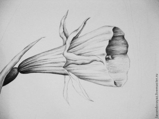 ​Рисуем изящный необычный цветок: часть 3