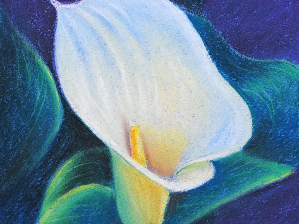 ​Рисуем пастелью изящный цветок каллы: часть 1
