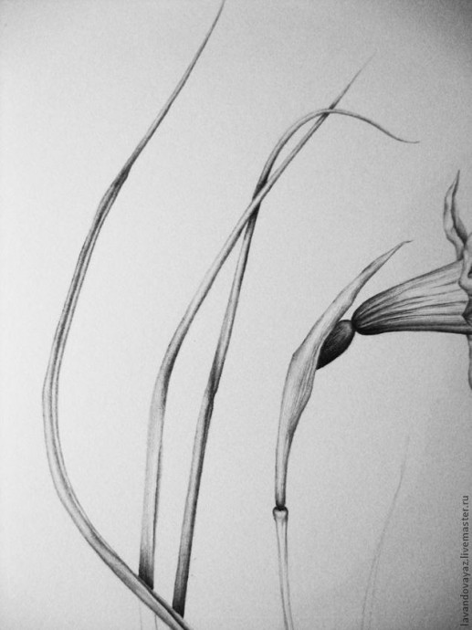 ​Рисуем изящный необычный цветок: часть 4