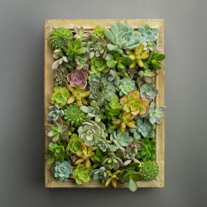 ​Живые картины с суккулентами