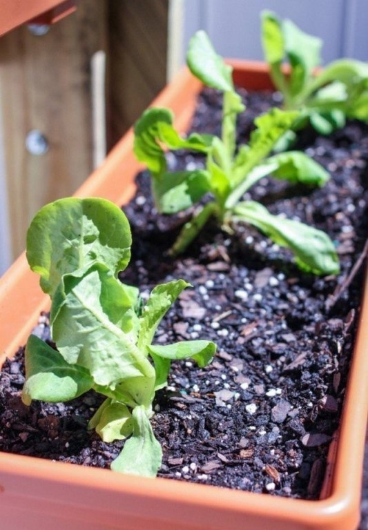 Вертикальный цветник своими руками.