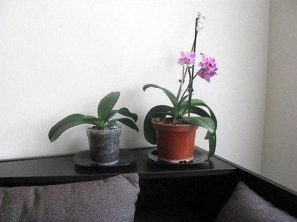 Ты можешь красиво оформить горшки