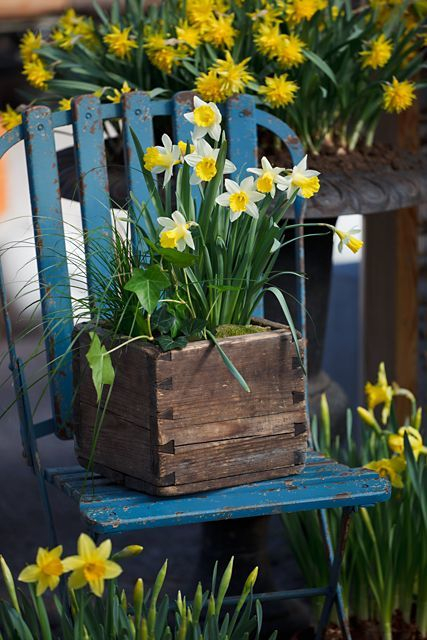 Из старых стульев. Идеи для дачи.