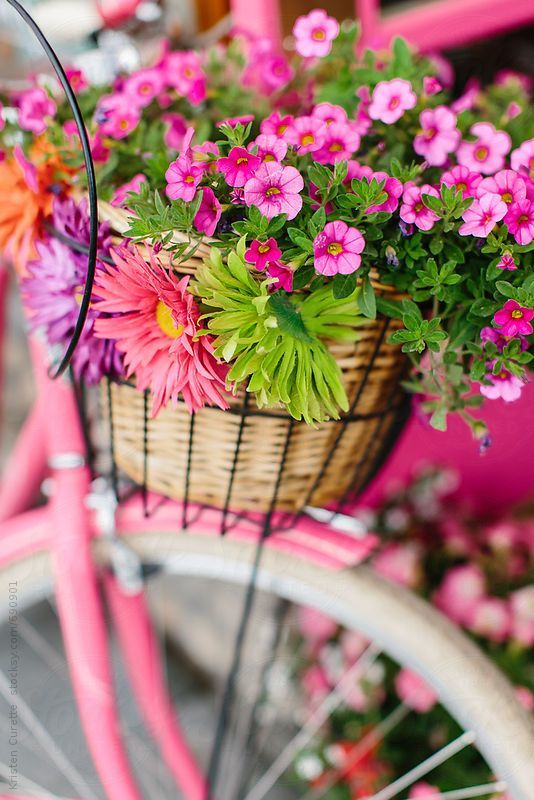 Расцветшие велосипеды