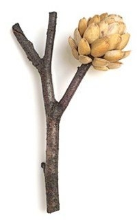 Из фисташковых скорлупок