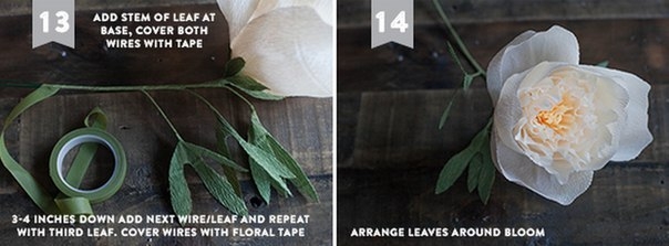 Пион из гофробумаги.  ШАБЛОНЫ лепестков и листьев