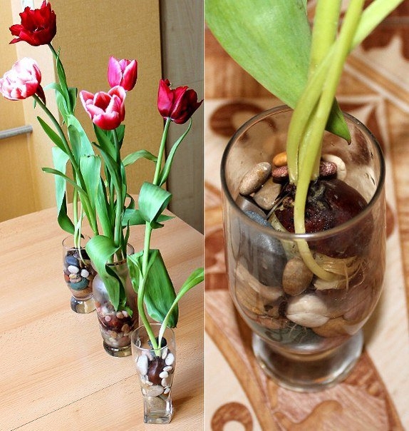Выращивание тюльпанов в прозрачной вазе
