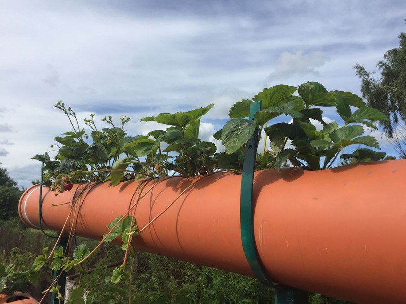 Удобные грядки для клубники